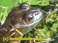 /home//u458753944/public_html/sourcegallery///////////Frogs/More bullfrogs/P9060096.JPG